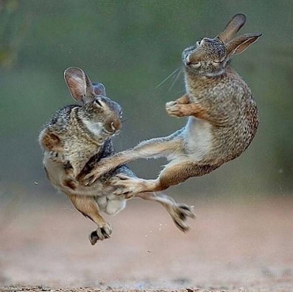 Rabbit fight