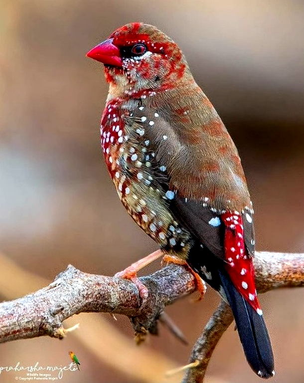 Red Avadavat