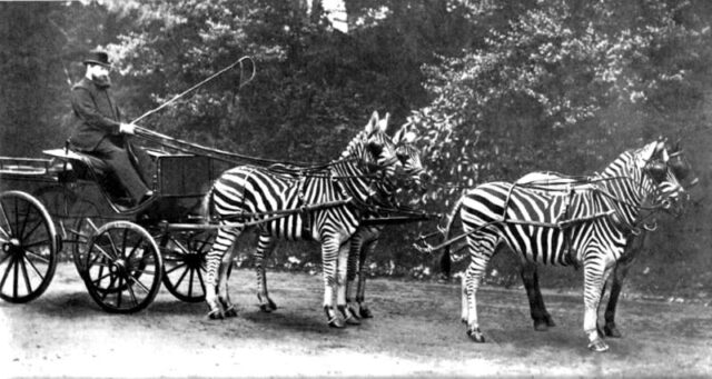 Rothschild and zebra-drawn carriage