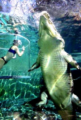 SALTWATER Crocodile vs Human - Wiolo.com