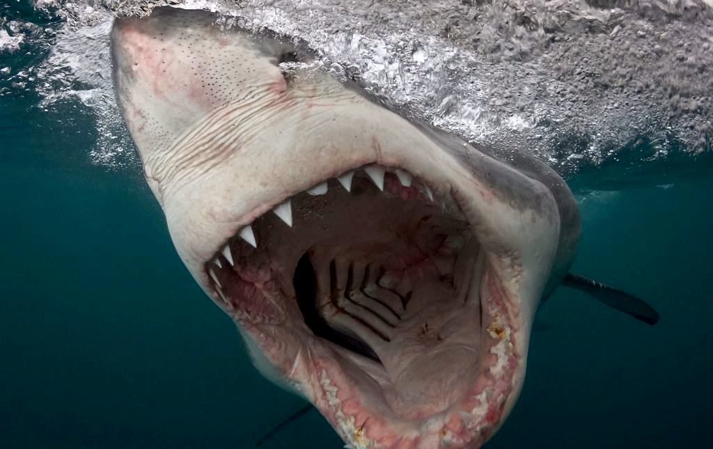 SHARK Jaws