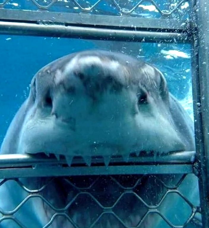 SHARK biting cage