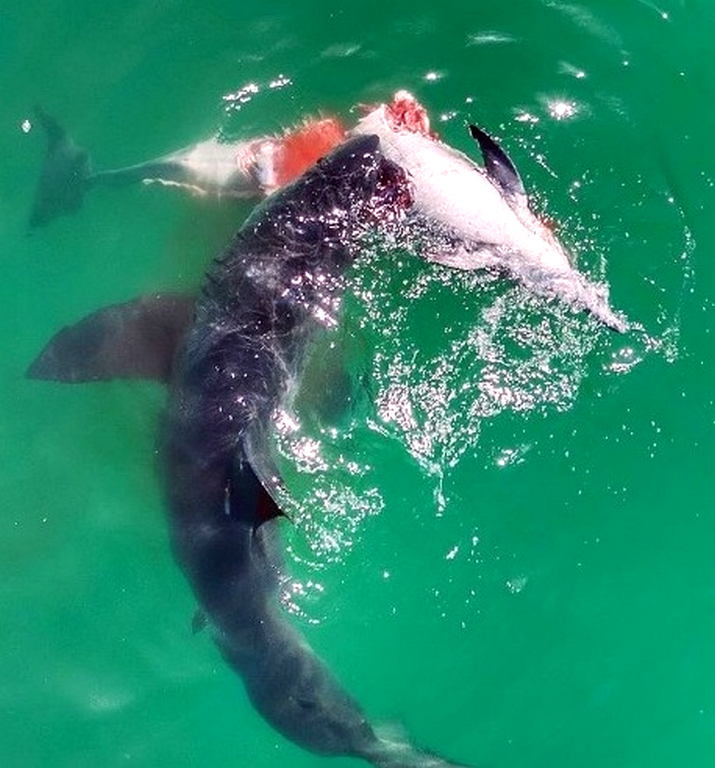 SHARK vs DOLPHIN drone footage