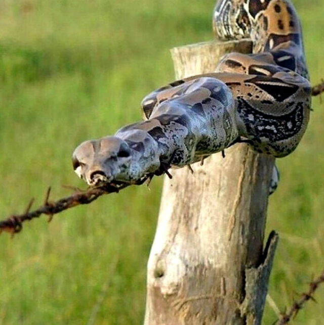 SNAKE on fence