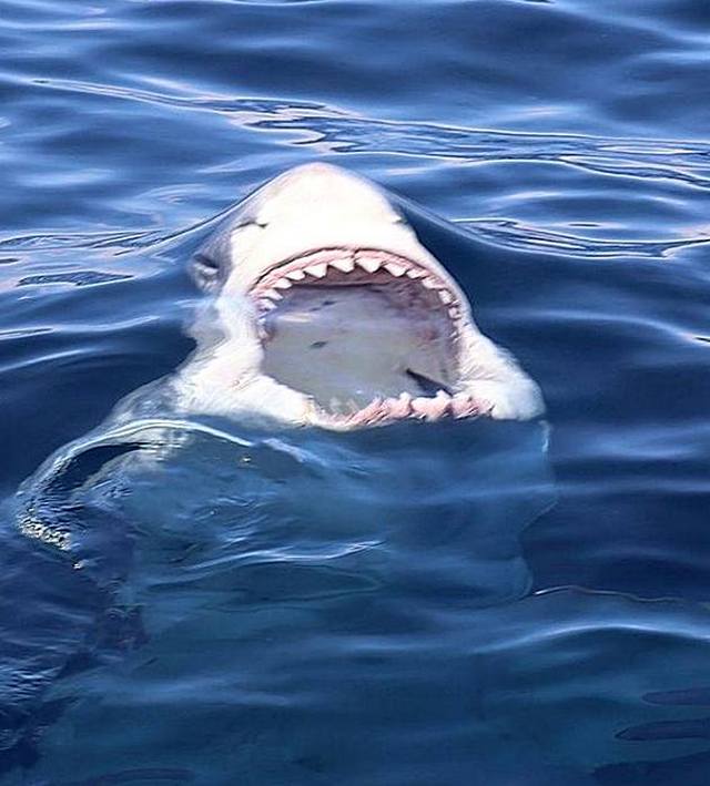 Shark below the surface