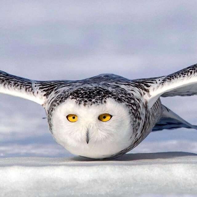 Snowy owl