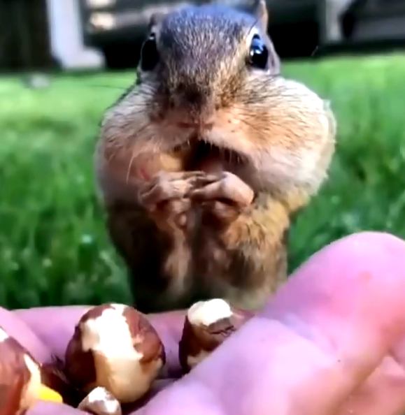 Squirrel storing food in cheeks