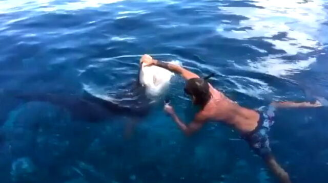 Stiff arming a tiger shark