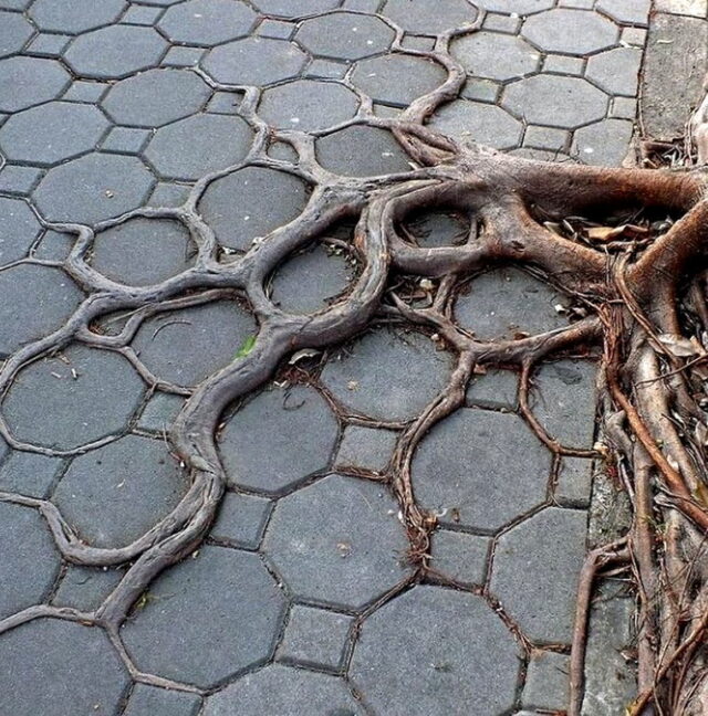 Strong tree roots