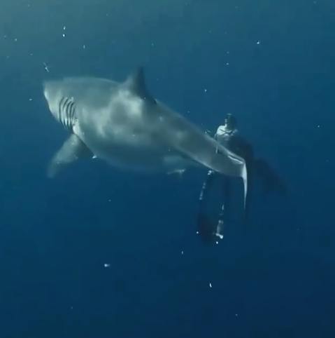 Swimming with great white sharks no cage