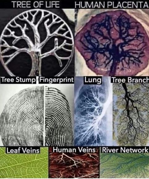 TREE Lung Veins River