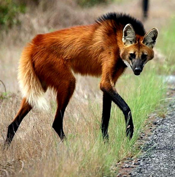 The maned wolf