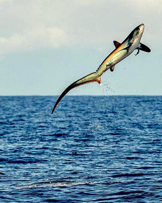 Thresher shark