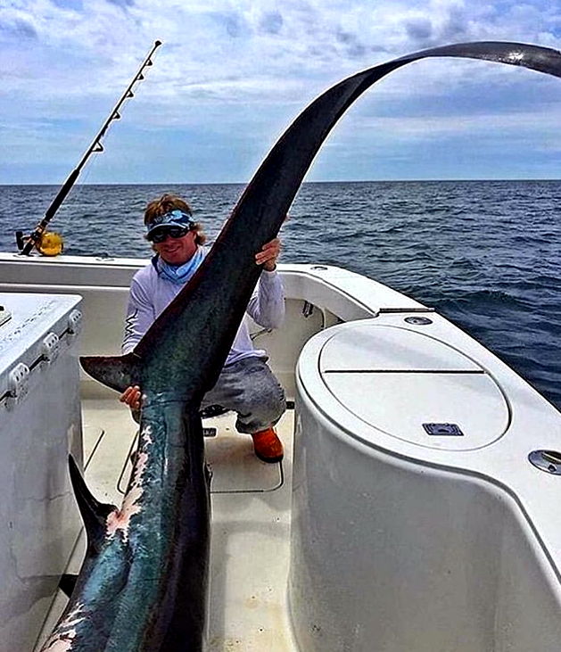 Thresher shark