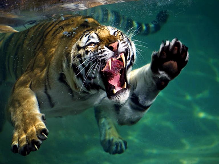 Tiger swimming