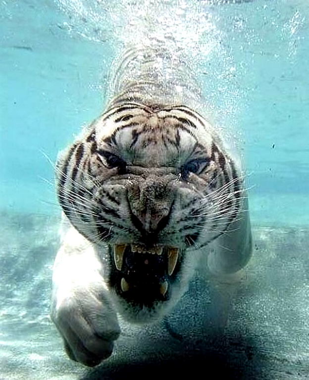 Tiger underwater