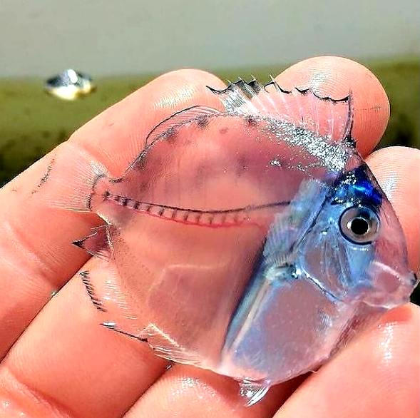 Translucent fish