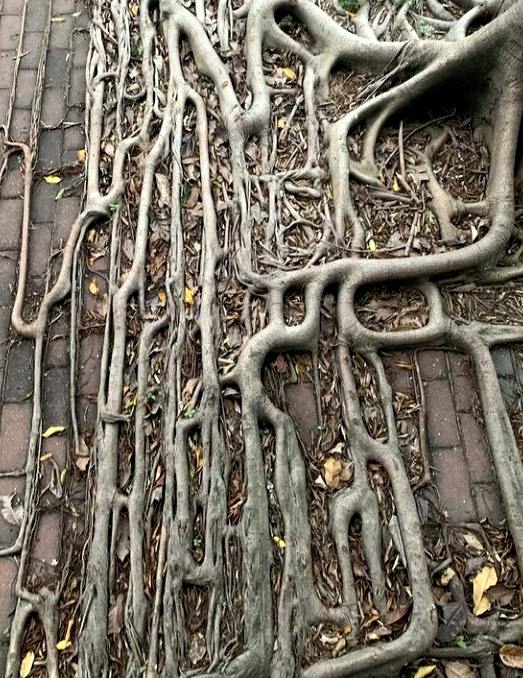 Tree roots on top of ground