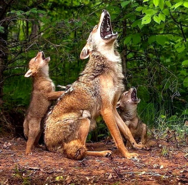 WOLVES howling