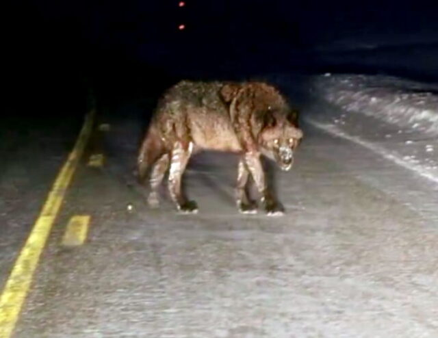 Wolf crossing road