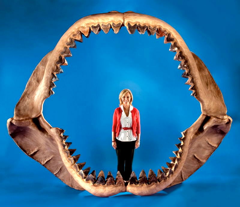 Worlds Largest Shark Jaws