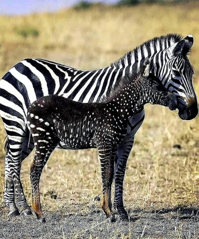 Zebra unique stripes