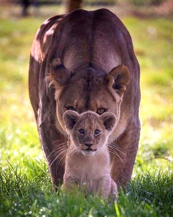 Zuri and her cub, Kahari of Woburn Safari Park